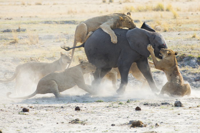 lion hunting elephant